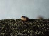 Velutarina rufo-olivacea image