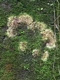 Athelia arachnoidea image
