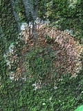 Athelia arachnoidea image