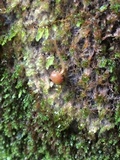 Athelia arachnoidea image
