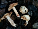 Inocybe fraudans image