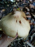 Inocybe sororia image