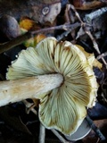 Inocybe sororia image