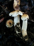 Hygrophorus roseobrunneus image