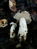 Hygrophorus roseobrunneus image