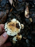 Hygrophorus roseobrunneus image
