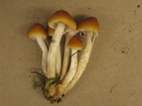 Hypholoma capnoides image