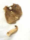 Russula pulverulenta image