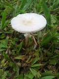 Bolbitius demangei image