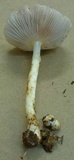 Bolbitius demangei image