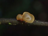 Tremella mesenterella image