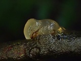 Tremella mesenterella image