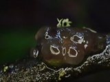 Tremella mesenterella image