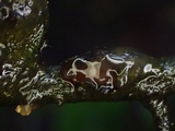 Tremella mesenterella image