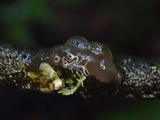 Tremella mesenterella image