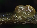 Tremella mesenterella image