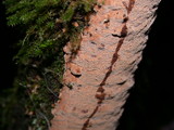 Fuscoporia ferrea image