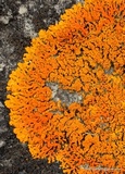 Xanthoria sorediata image