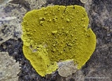 Pleopsidium flavum image