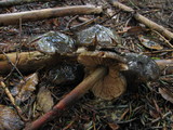 Phaeocollybia olivacea image