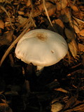 Agaricus californicus image