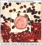 Coprinopsis tuberosa image