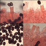 Coprinopsis tuberosa image