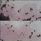 Coprinopsis tuberosa image