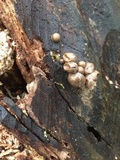Lycogala epidendrum image