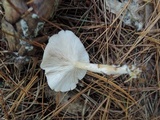 Clitocybe americana image