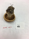 Cortinarius flavifolius image