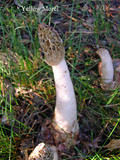 Phallus hadriani image