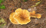 Tapinella atrotomentosa image
