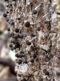 Phleogena faginea image
