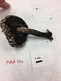 Strobilomyces confusus image