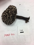 Strobilomyces confusus image