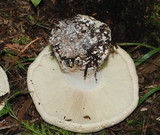 Leucopaxillus albissimus image