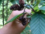 Taphrina alni image