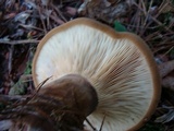 Tapinella atrotomentosa image