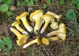 Cantharellus chicagoensis image