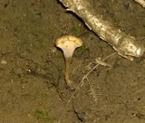 Craterellus hesleri image