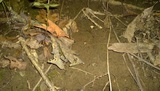 Craterellus hesleri image