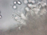 Craterellus hesleri image