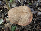 Boletus chrysenteron image