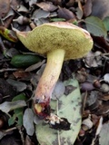 Boletus chrysenteron image