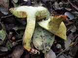 Boletus chrysenteron image