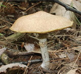 Suillus acidus image