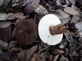 Gyroporus castaneus image