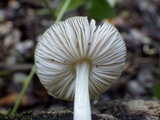 Pluteus romellii image