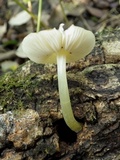 Pluteus romellii image